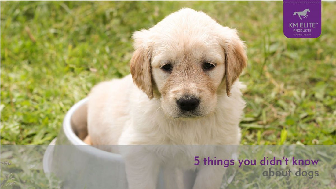 5 Things You Didn't Know About Dogs