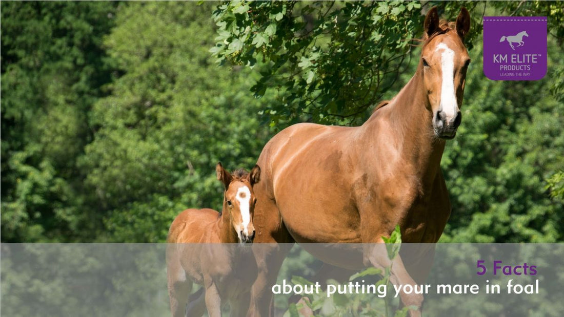 5 Facts About Putting Your Mare in Foal