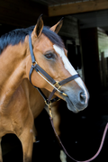 ThinLine Busy Buddy - Horse Calmer