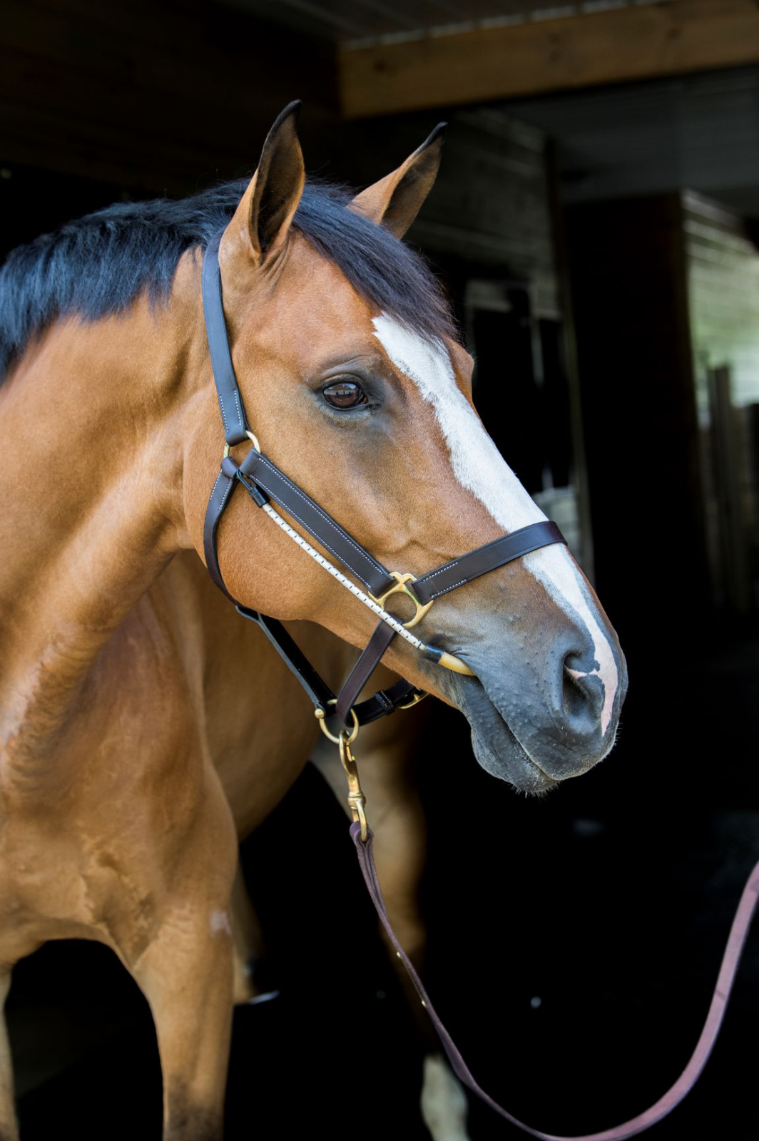 ThinLine Busy Buddy - Horse Calmer