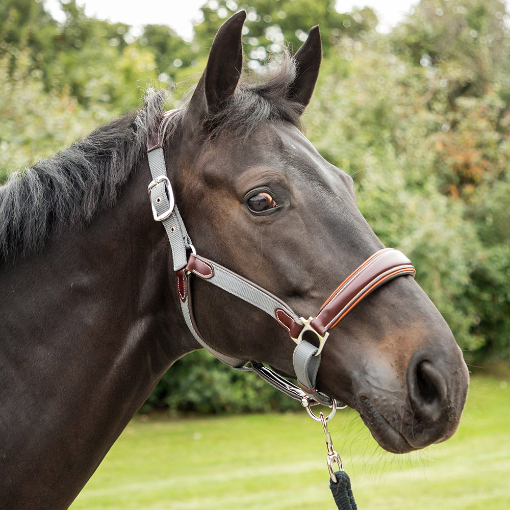 Leather Webbing Headcollar Havana/Navy