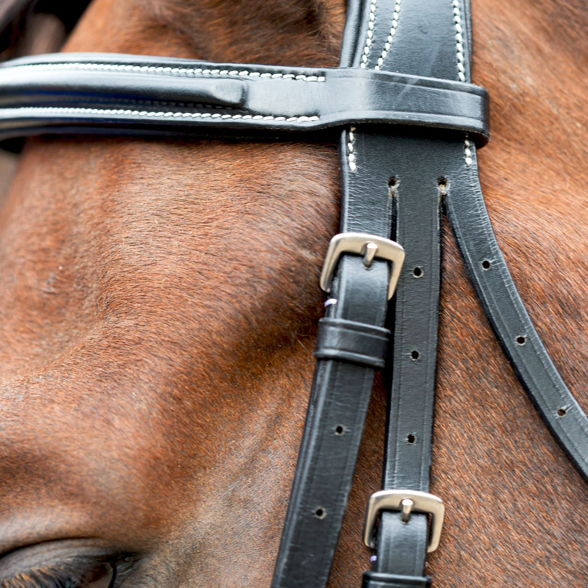 KM Elite Leather Grackle Bridle