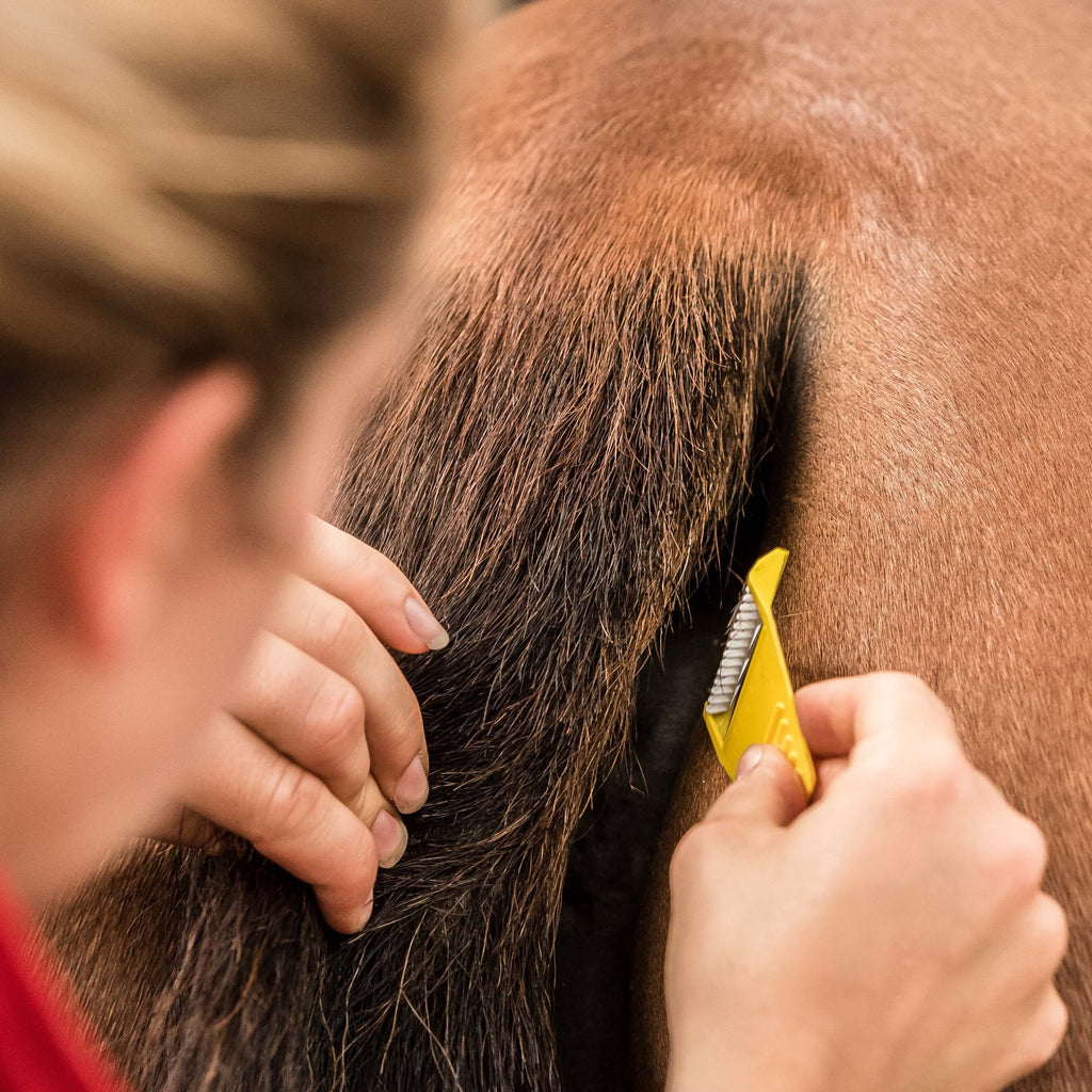 Equi-Shave Box of 50