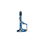KM Elite Padded Headcollar Teal Blue