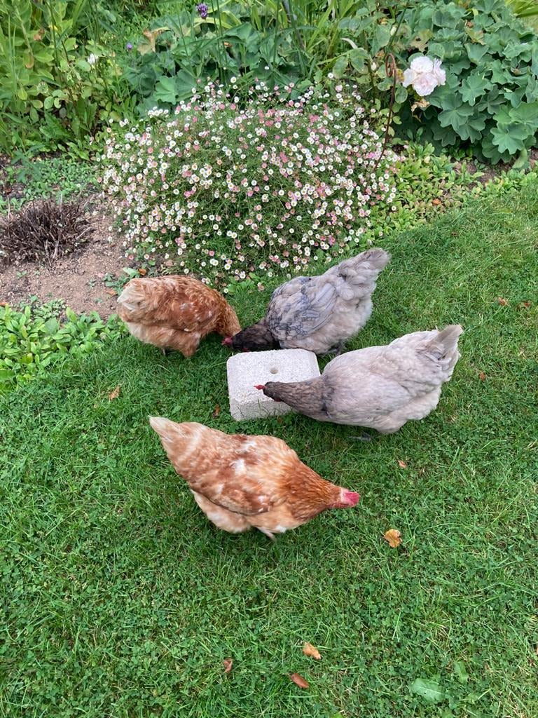 Pickblock Longlife 4 x 5kg