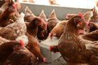 Pickblock Longlife 4 x 5kg